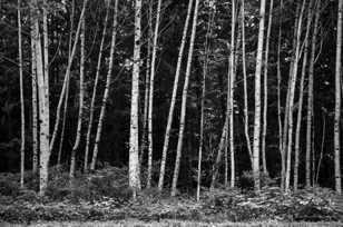 Birch forest-7786